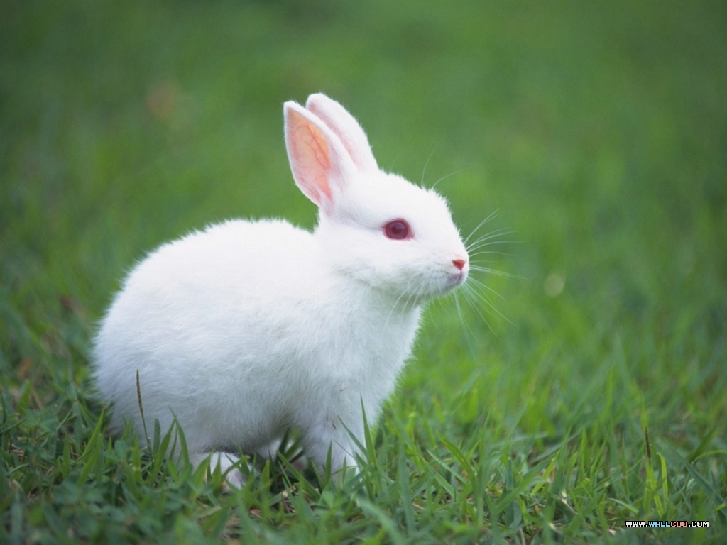 各种各样的兔子图片素材(36P)[中国PhotoShop