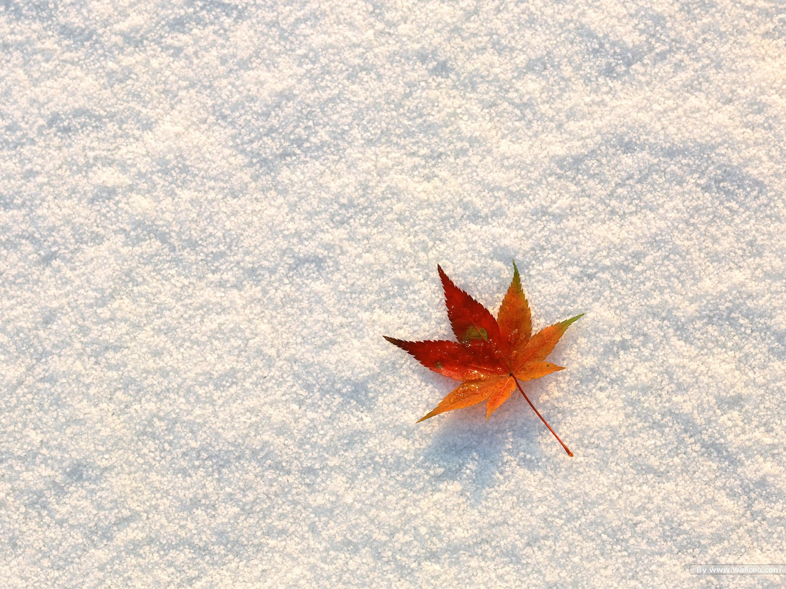 秋天火红的枫叶高清图片素材(35P)[中国Photo