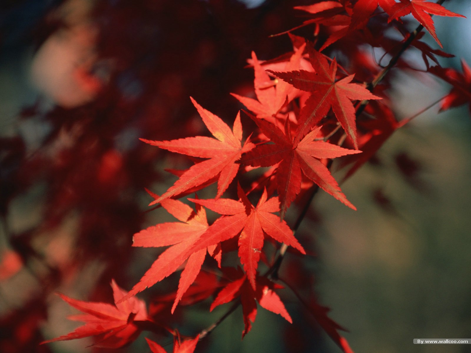 秋天火红的枫叶高清图片素材(35P)[中国Photo