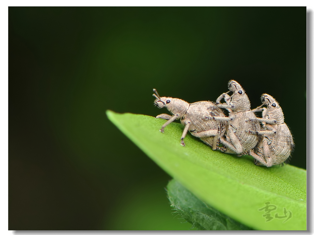 趴在绿叶上休息的各式各样的小虫子图片素材(