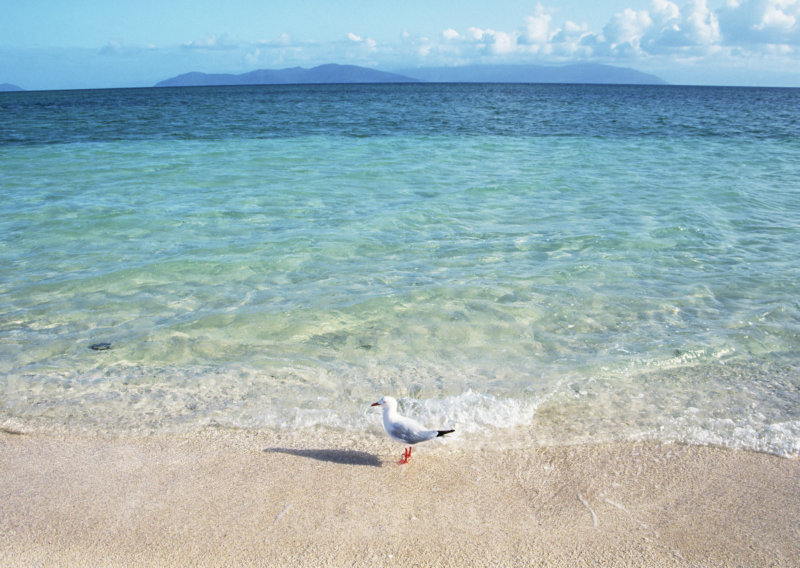 静静地站在蓝色的海边的一只海鸟高清图片下载