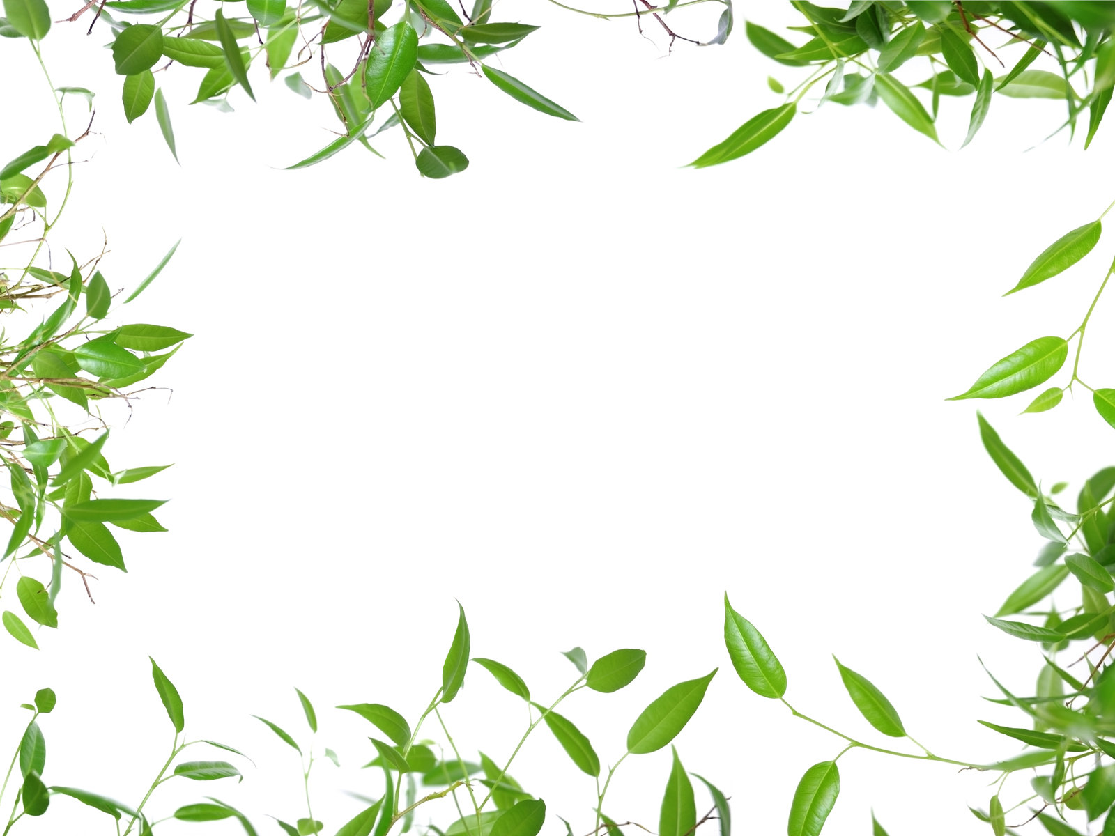 春天的绿色植物背景高清图片素材(12P)[中国PhotoShop资源网|PS教程|PSD模板|照片处理|PS素材|背景图片|字体下载|PS笔刷下载]