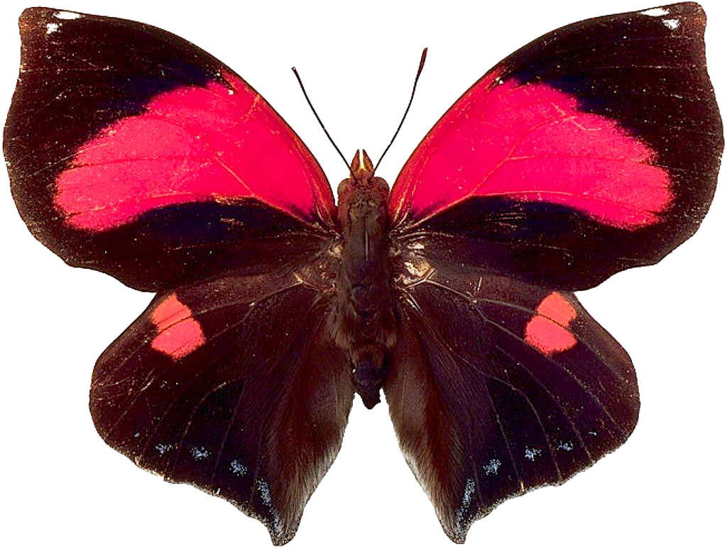后期装饰常用的免抠图PNG格式蝴蝶图片素材