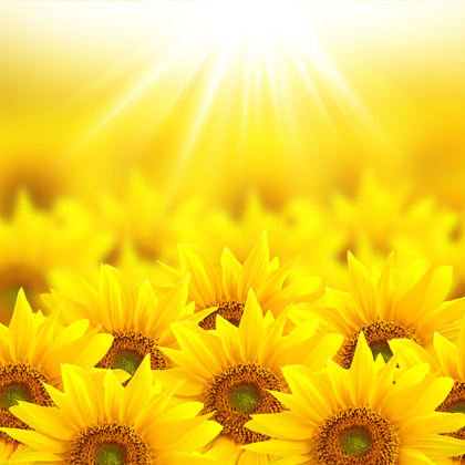 高清阳光下的向日葵花超大尺寸素材图片下载