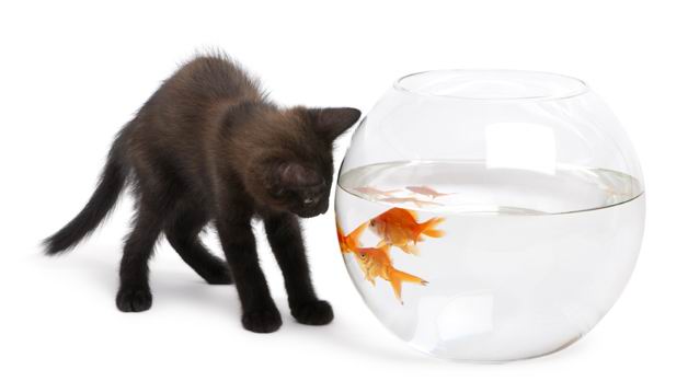 白底黑猫咪与透明玻璃鱼缸里的金鱼高清素材图