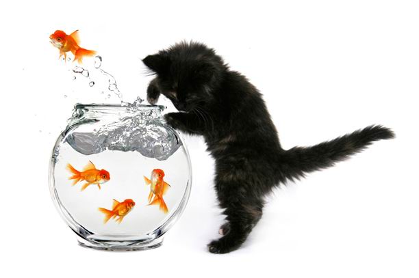 白背景透明玻璃鱼缸跳出金鱼与黑猫咪高清素材