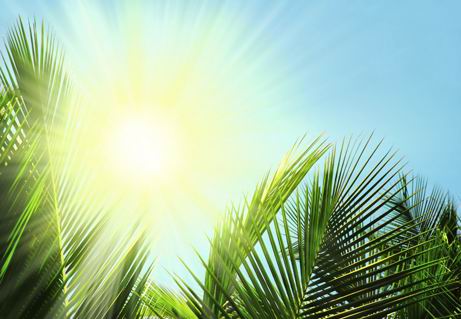 太阳光逆光照射植物叶子高清图片素材下载