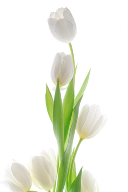 白色郁金香花素材高清图片免费下载