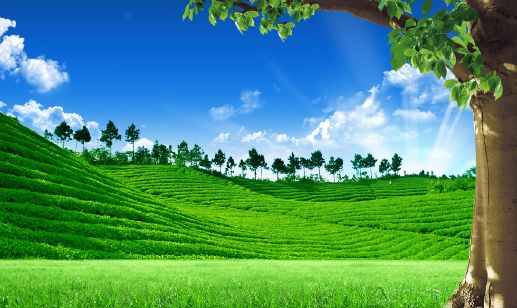 绿色的茶园风景模板psd素材绿油油的草地茶园