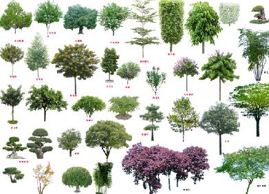 中国photoshop资源网 psd素材 设计素材 树木叶子 >> 素材信息 抠好的
