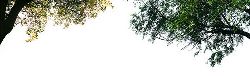 影楼婚纱写真后期常用的已抠好的前景树木图片psd素材免费下载2
