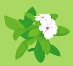 矢量茉莉花