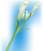 矢量百合花