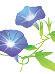 牵牛花