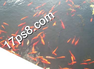 按此在新窗口浏览图片