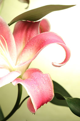 百合花高清图片