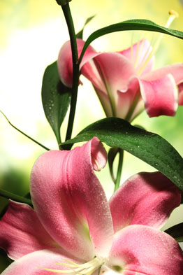 百合花高清图片