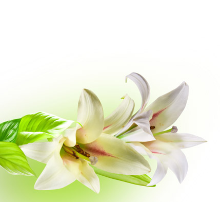 百合花素材高清图片免费下载