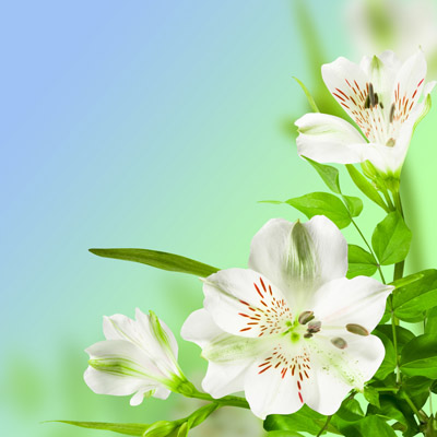 百合花素材高清图片免费下载