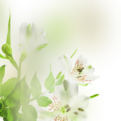 百合花素材高清图片免费下载