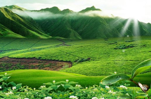 山坡上的茶园模板psd素材阳光绿色的山坡上的成片茶园图片模板