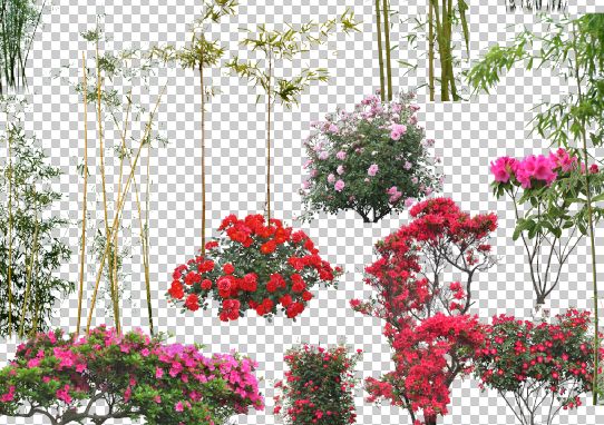 免抠图竹子花草图片psd素材已经抠好的漂亮的竹子花草素材模板