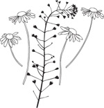 韩国矢量精美花纹