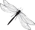 韩国矢量精美花纹