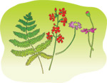 韩国矢量精美花纹