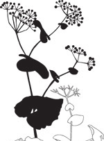 韩国矢量精美花纹