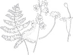 韩国矢量精美花纹