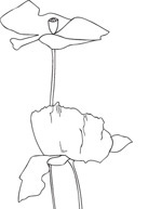 韩国矢量精美花纹