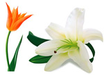 郁金香与百合花