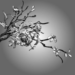矢量黑白线描木棉